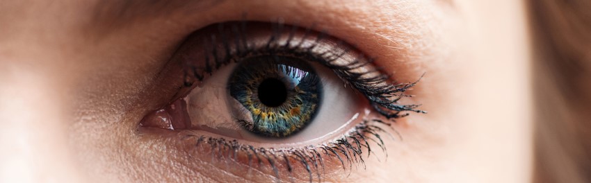 Das Auge – Aufbau, Funktion und Reizübertragung