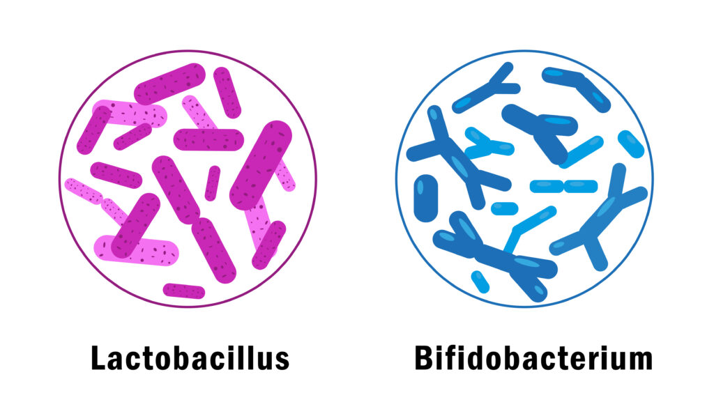 Lactobacillus und Bifidobacterium im Vergleich